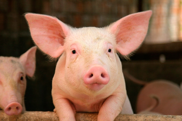Pork production in China rises to record highs