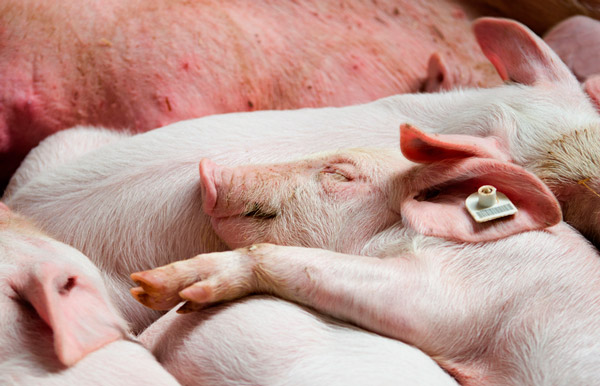 Украина: В KSG Agro стартовал проект обновления свиного поголовья