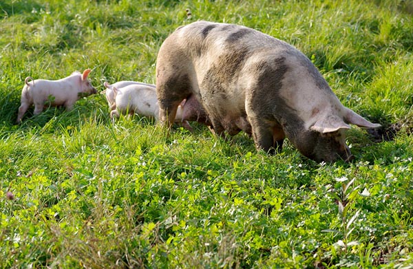 Rabobank: небольшое снижение производства свинины