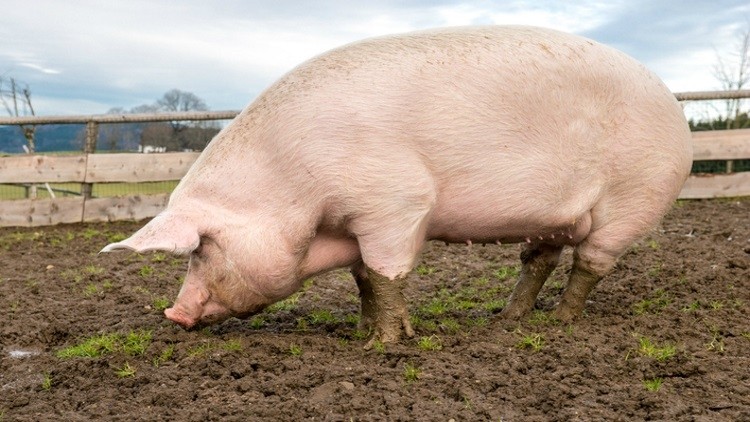 2019-04-ASF-infected-pork-imported-to-Russia-from-China.jpg