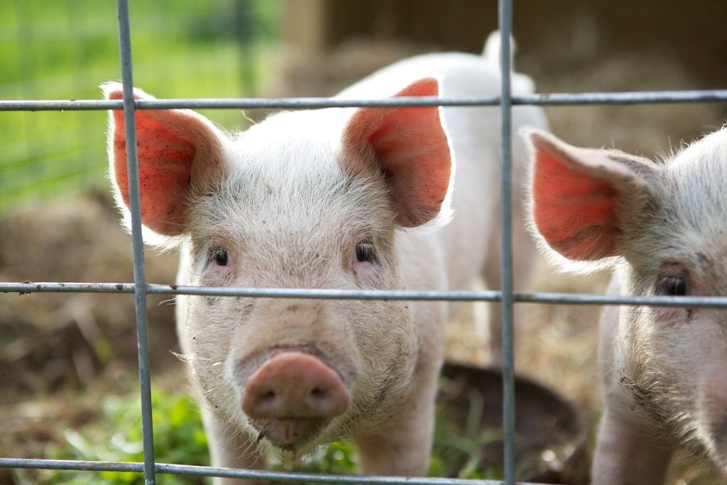 В Молдове ликвидировали все очаги чумы свиней