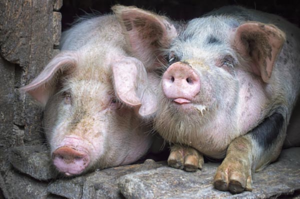 В России из-за АЧС ликвидировали миллион свиней