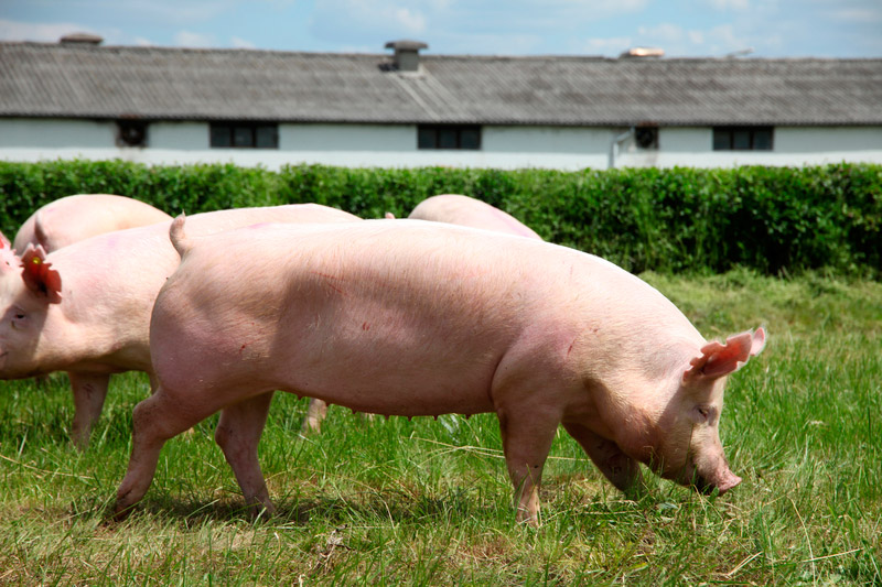 Убойная масса свиней в США продолжает уменьшаться 