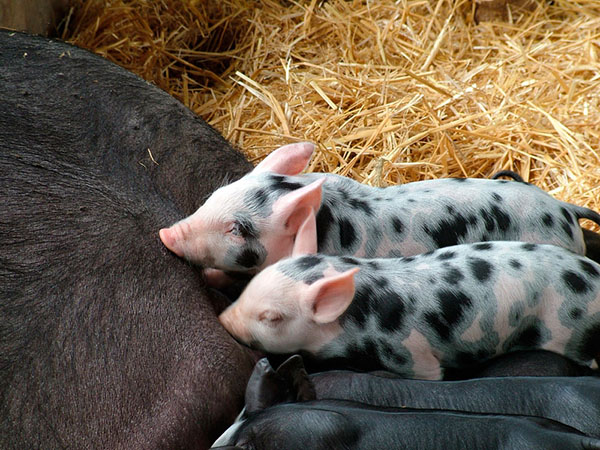 Новые ветеринарные правила по содержанию свиней утверждены приказом Минсельхоза РФ