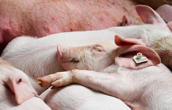 The number of pigs in Ukraine decreased by 1% per year