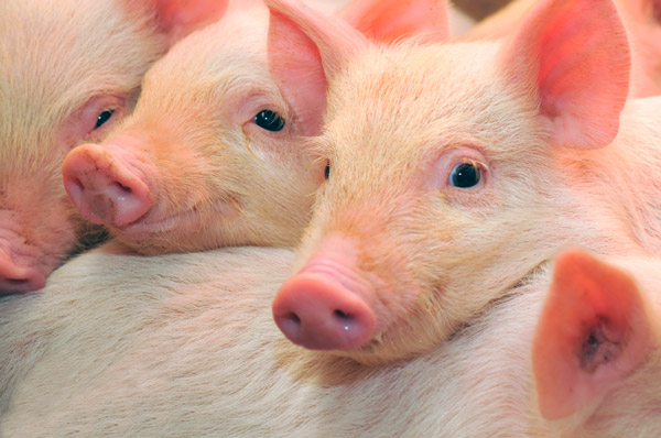  KSG Agro увеличивает объем продаж свиней в живом весе