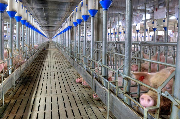 Минсельхоз США разрешил выращивать свиней по более быстрым протоколам