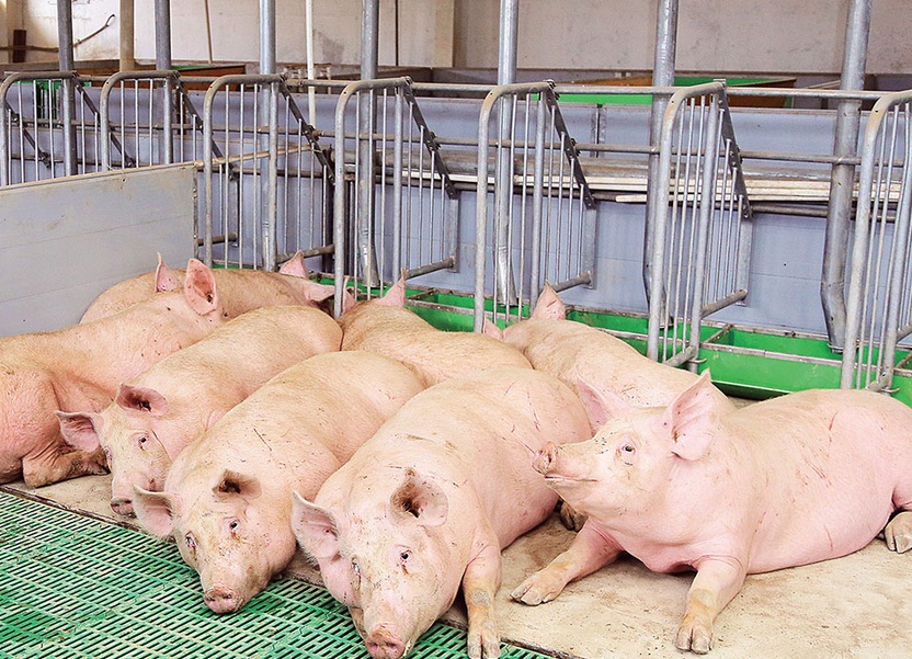 2019-03-Belarus-restricts-pork-imports-from-China-ASF.jpg