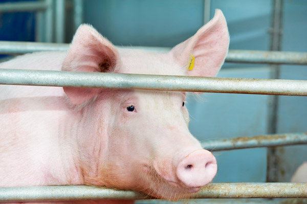 AGROEKO Group of Companies opened a new pig-breeding complex in the Voronezh region