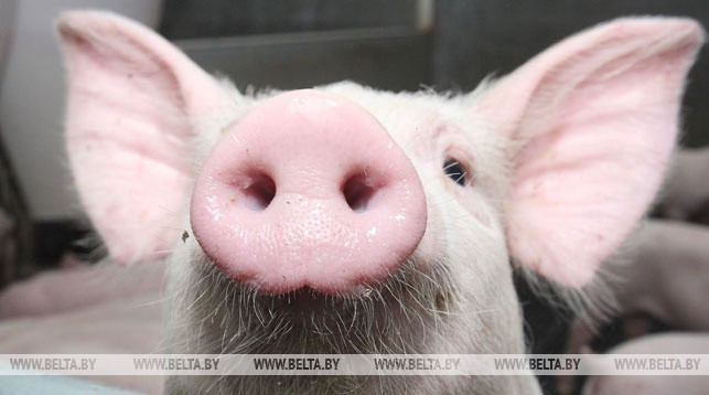 2019-03-Belarus-restricts-pork-import-from-Vietnam-and-Russian-Primorye.jpg