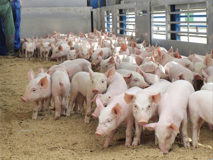 В России выросло производство свиней