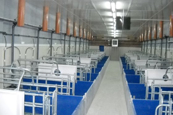 A modern pig farm in Kazakhstan