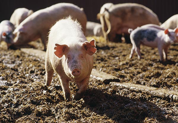 Китайские свинофермы неустанно борются с АЧС