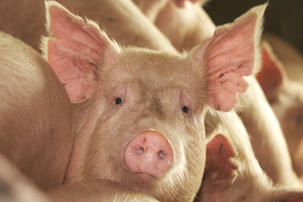 China has allowed pork supplies from Russia