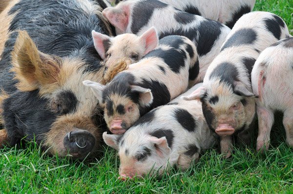 National Union of Swine Breeders due to ASF downgrades forecast for pork production for 2021
