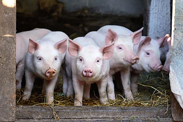 Ukrainian-Swiss pig breeding complex to be built in Kazakhstan