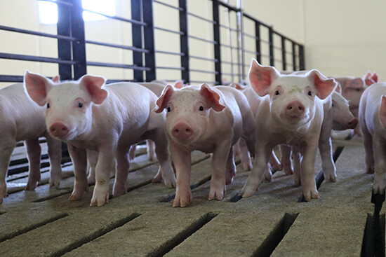 Африканская чума свиней будет влиять на мировой рынок животного белка в течение многих лет
