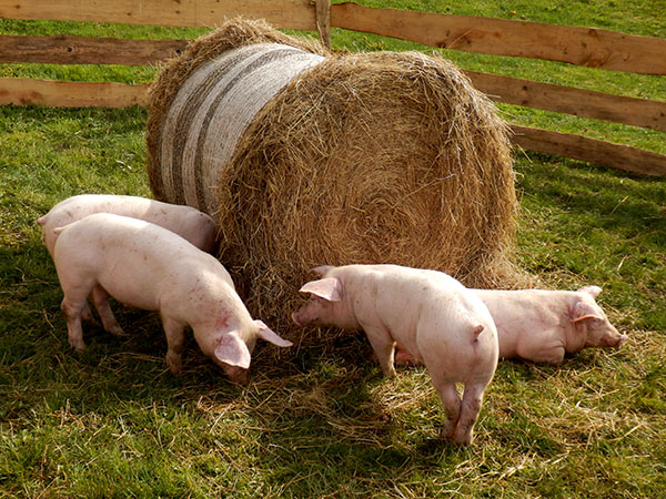 Свинина может стать самым экологически чистым мясом