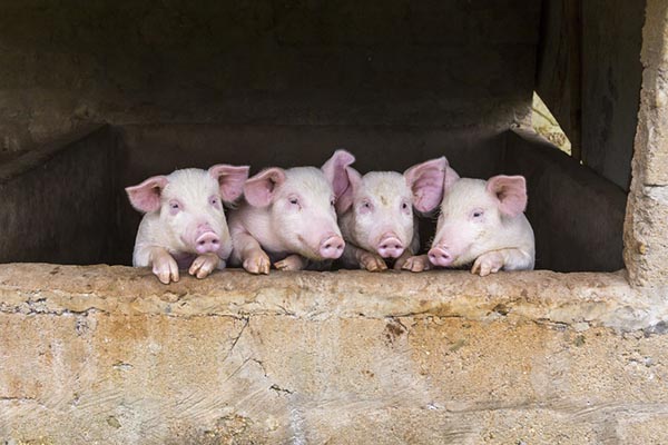 Russian pig breeders got a chance to gain access to the Chinese market