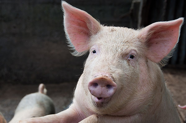 Минсельхоз ожидает роста производства продукции свиноводства в 2021 году более чем на 4%