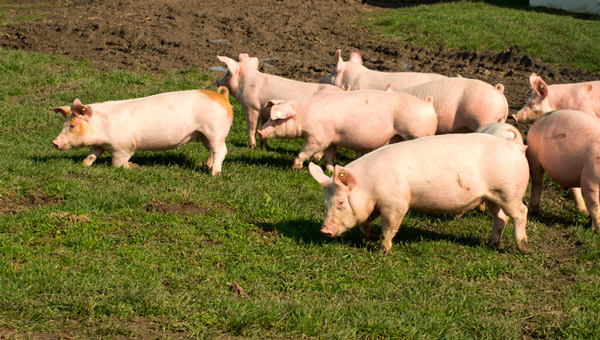 Rusagro-Primorye launched the largest pig-breeding cluster in the Far Eastern Federal District 