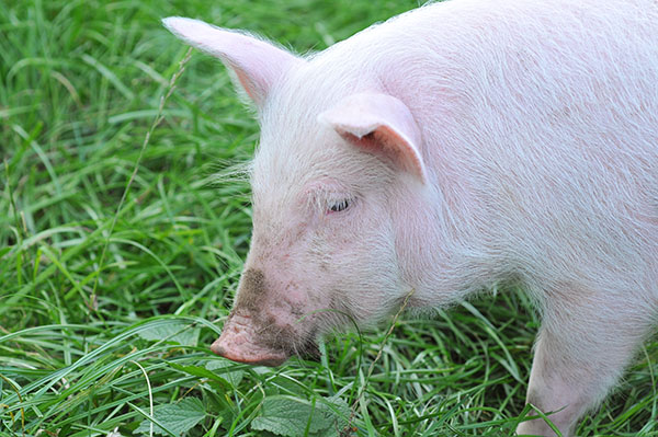 Украинские эксперты прогнозируют дальнейший рост цен на свинину в стране