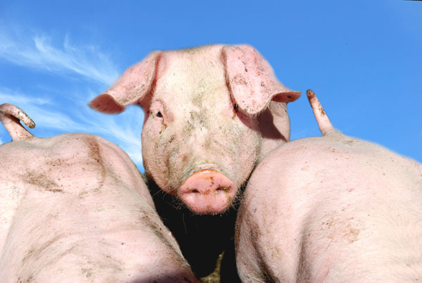 Казахстан ввел ограничения на ввоз свиноводческой продукции из России