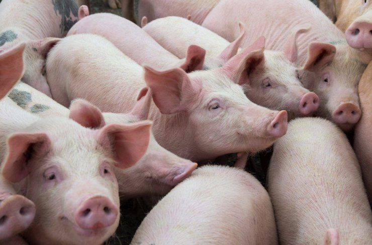 Поголовье свиней в Китае сократилось на треть