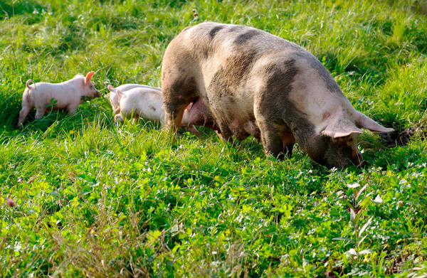 KSG Agro во II квартале 2020 увеличил объем реализации свиней на 41%