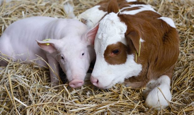 2019-04-The-antibiotics-use-in-Ukrainian-livestock-will-limit.jpg