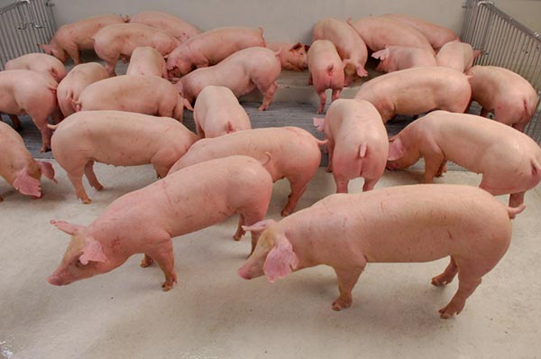Свиньи продолжают дешеветь из-за «осторожности» закупщиков