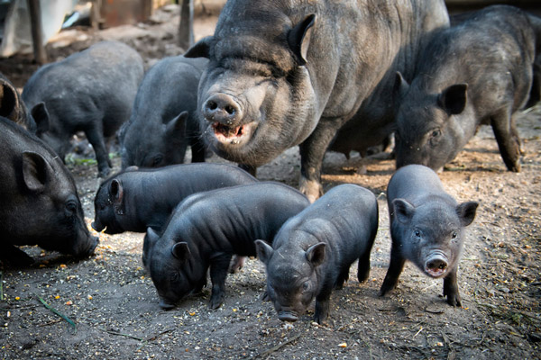  Ввоз свинины в Беларусь из Мьянмы  ограничен из-за АЧС