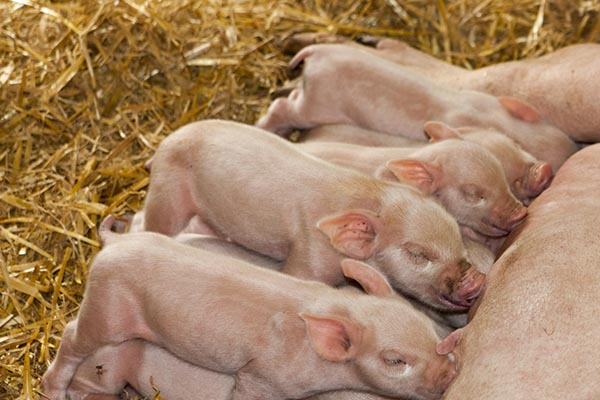 The next decade for global pig production