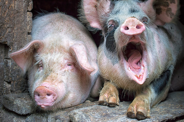 Немецкий фермер получил 10 000 евро за изобретение душа для свиней 