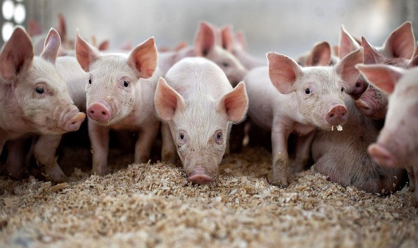 2019-07-Belarus-restricts-pork-imports-from-Bulgaria-and-Slovakia.jpg