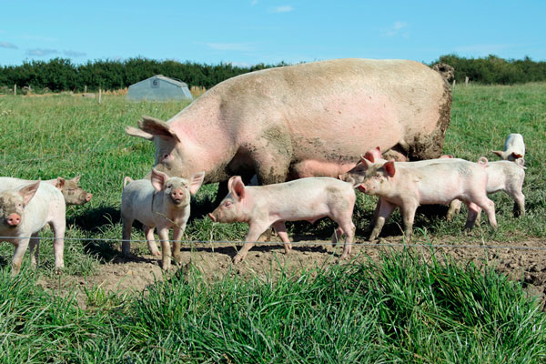 Pig multiplying farms of a new type are being built in the Vitebsk region of Belarus
