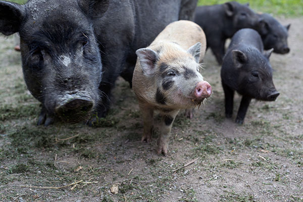 На предприятии «Черкизово» в Тамбовской области из-за АЧС ликвидируют 12 тысяч свиней