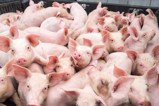 Влияние клетчатки на производственные показатели свиней