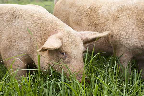 Украина: свинина живым весом подорожала на 2,2%