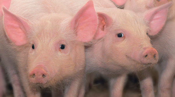 Pig breeding in Ukraine stalls at the start of the year