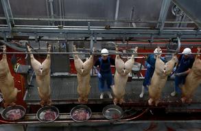 Pig-production-in-Russia-under-the-ASF-threat.jpg