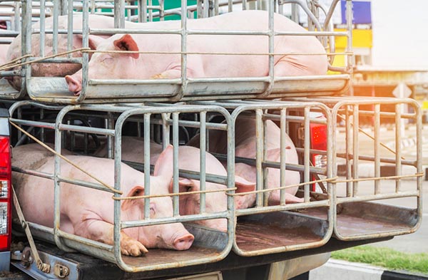 Таиландская CP Foods купит производителя свинины «АПК Дон» за 22 млрд рублей