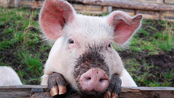 A summit was held in the UK to solve the "acute" crisis in pig farming