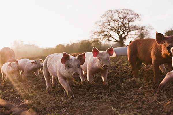 В 2021 году производство свинины в мире превысит производство куриного мяса