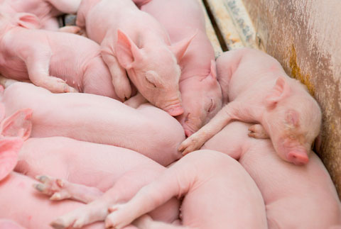 Национальный совет производителей свинины призвал администрацию разработать планы поддержки свиноводов