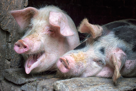 13-storey pig farm to be built in China