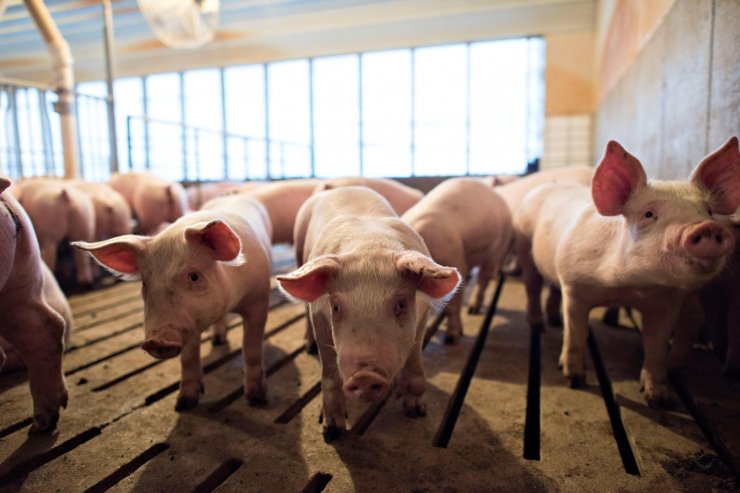Новые вспышки АЧС в Болгарии и Польше вызвали уничтожение 20 тыс. свиней