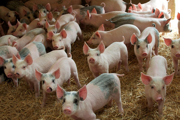 Ukraine approved requirements on keeping farm animals