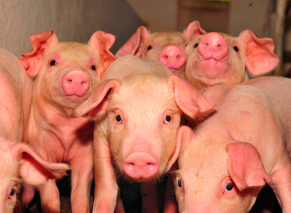 Over 300 piglets are transferred daily to the pig complexes of the Tolochinsky district