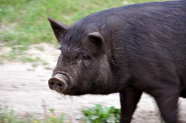 New approach to prevent the spread of African swine fever in wild boar